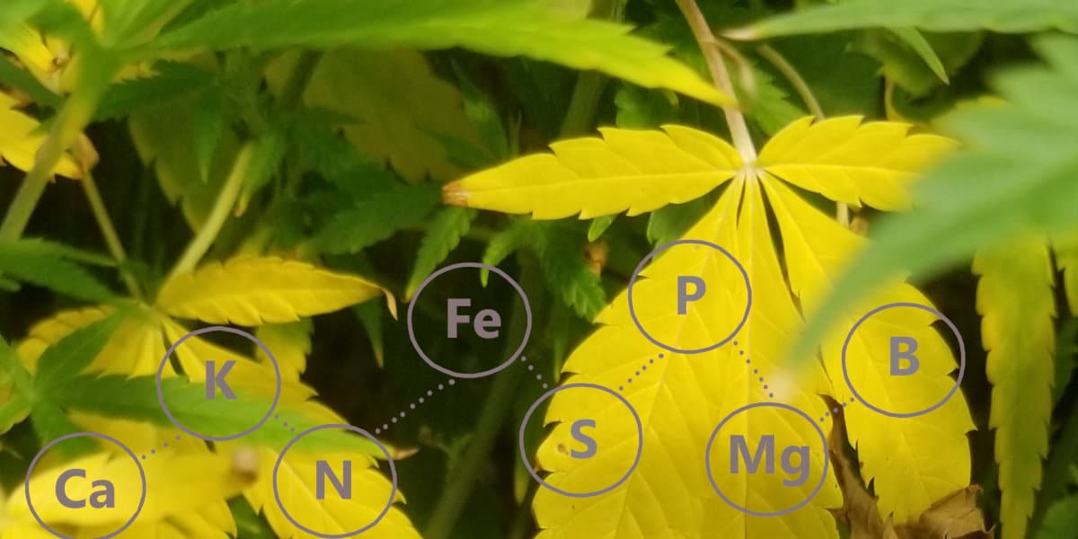 Nutrient deficient hemp leaves.