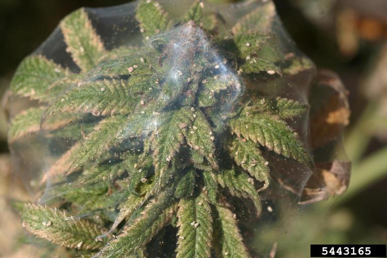 Hemp flower covered in web made from Two Spotted Spider Mites.