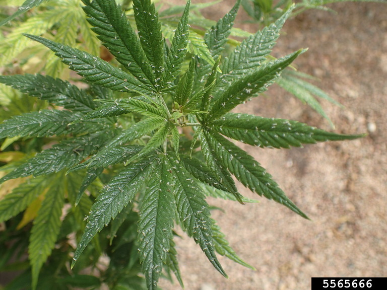 Cannabis Aphids on hemp leaf.