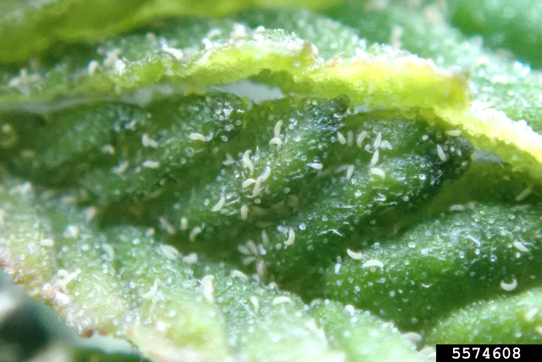 Hemp Russet Mites on hemp leaf.