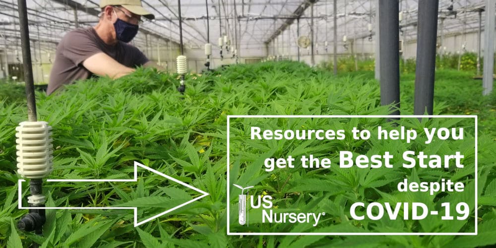 Man wearing a mask looking at hemp plants in a greenhouse.