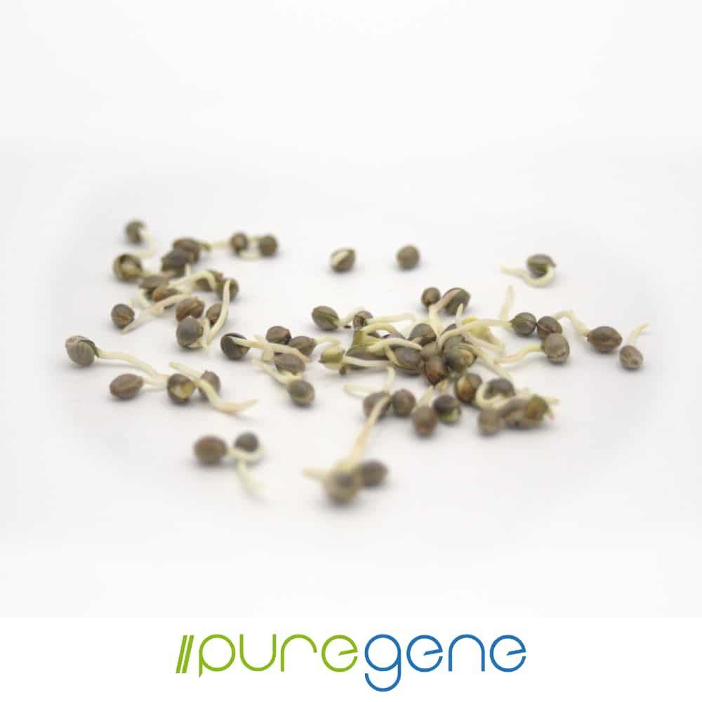 Puregene Pure CBG Hemp seeds germinating on white background.