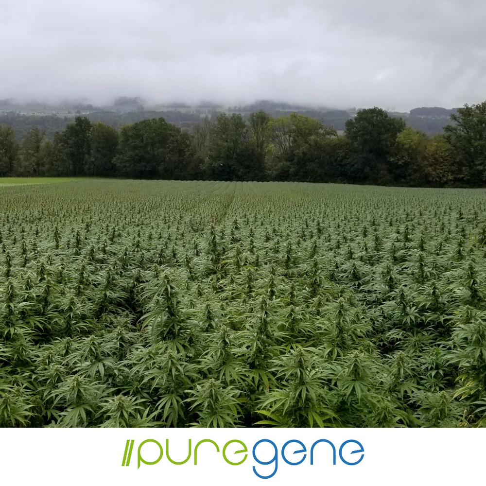 Puregene-Pure-CBD_6-Logo_1000x1000 Puregene Pure CBD Hemp plants in a field.