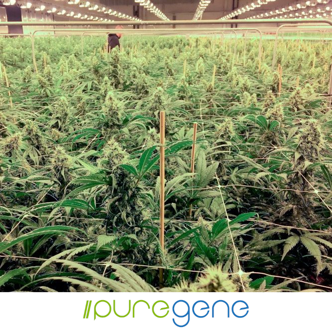 Puregene-Pure-CBG-indoor-Logo_667x667 Puregene Pure CBG Hemp plants flowering in a large room.