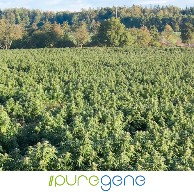 Puregene-Pure-CBG-outdoor-5-Logo_667x667 Puregene Pure CBG Hemp plants in a field.