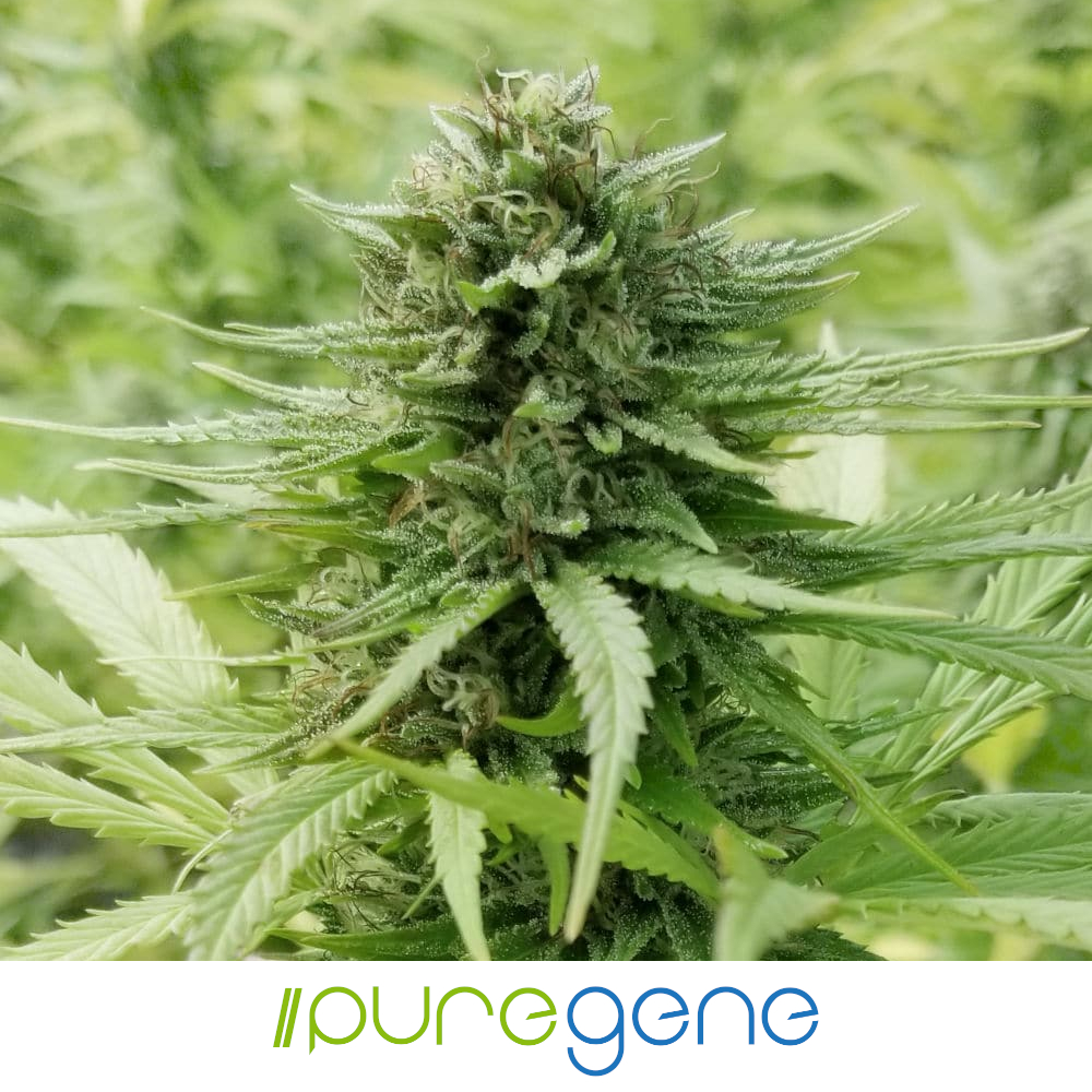 Puregene-Pure-CBG_1-Logo_1000x1000 Puregene Pure CBG hemp plant in the midst of its flowering cycle