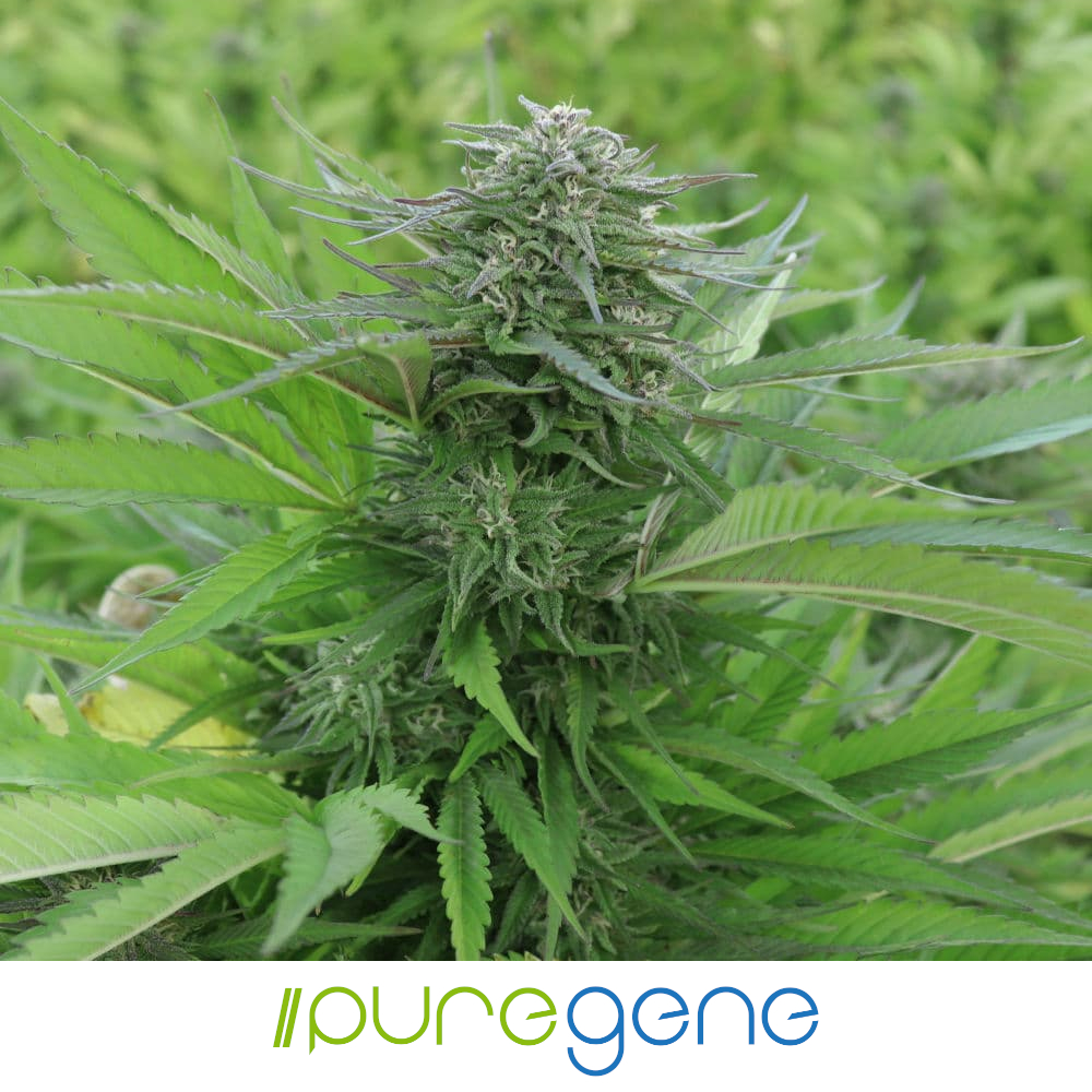 Puregene Pure CBG hemp plant in the midst of its flowering cycle