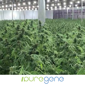 Puregene-Pure_CBD_Lite_Indoor_Production-Logo_355x355 Puregene Pure CBD Lite Hemp plants flowering in a large room.