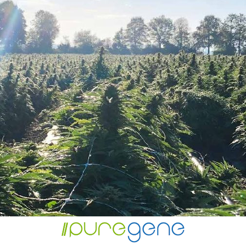 Puregene-Pure_CBD_Lite_Outdoor_Production_Logo_505x505 Puregene Pure CBD Lite Hemp plants in a field.