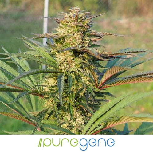 Puregene-Pure_CBD_Lite_outdoor_flower-Logo_498x498 Puregene Pure CBD Lite hemp plant in the midst of its flowering cycle