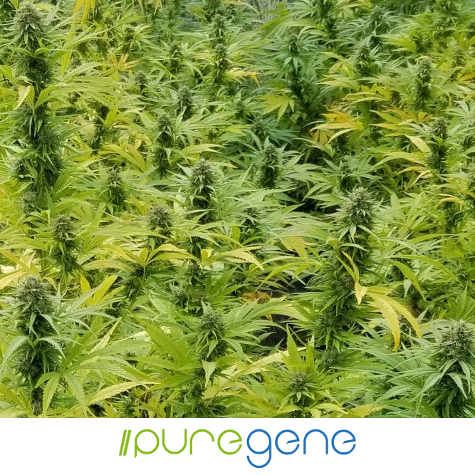 Puregene-Pure_CBG_Outdoor_Seeds-Logo_667x667 Puregene Pure CBG hemp plants in the midst of its flowering cycle